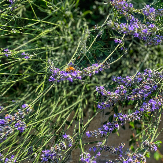 3 ricette con l’olio essenziale di Lavanda vera