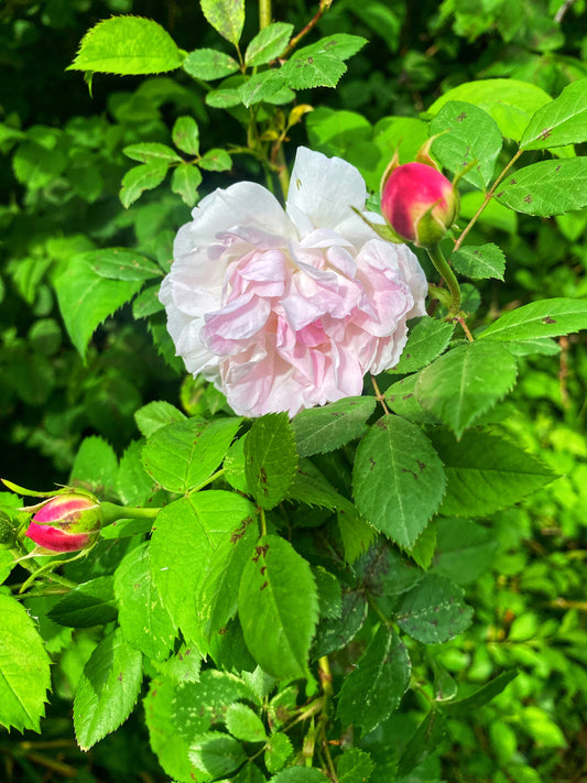7 cose da sapere sulla rosa damascena