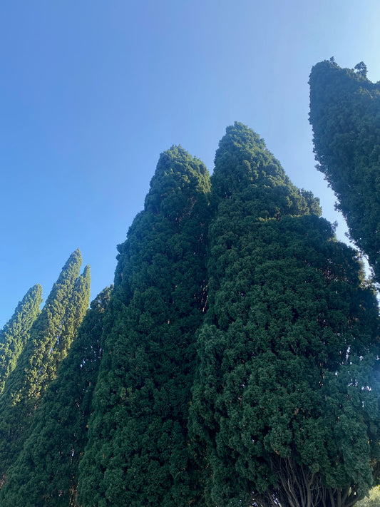 Il Cipresso e la leggenda di Ciparisso: Dai simboli antichi alla speranza eterna - Aromapoetica