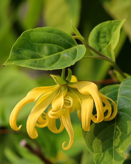 La leggenda di Ylang Ylang