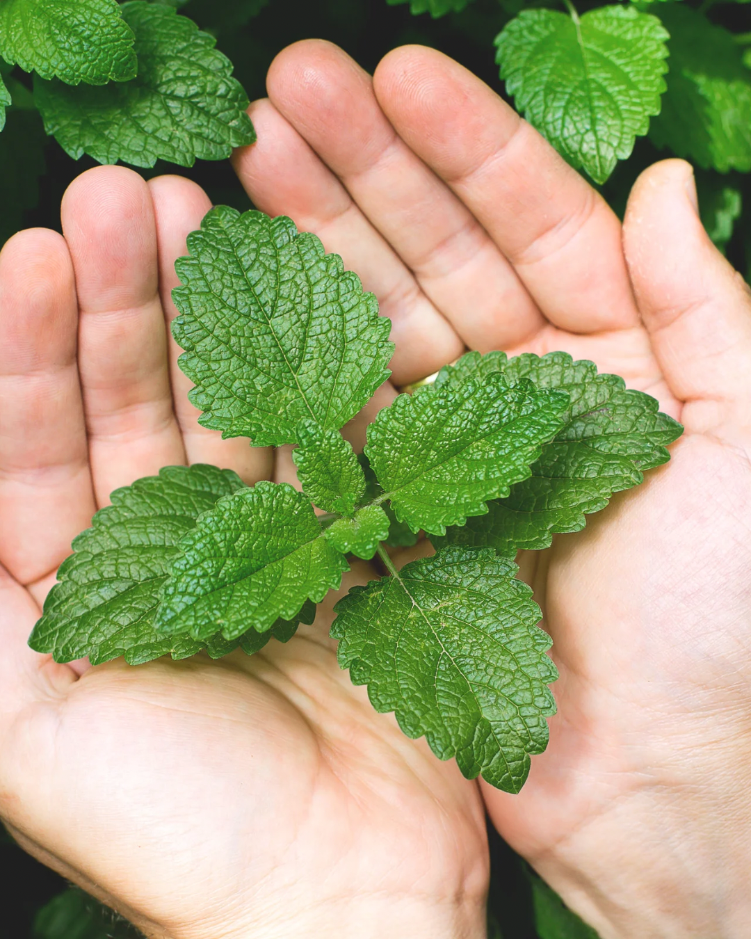 Mentha: la ninfa calpestata che profuma il mondo