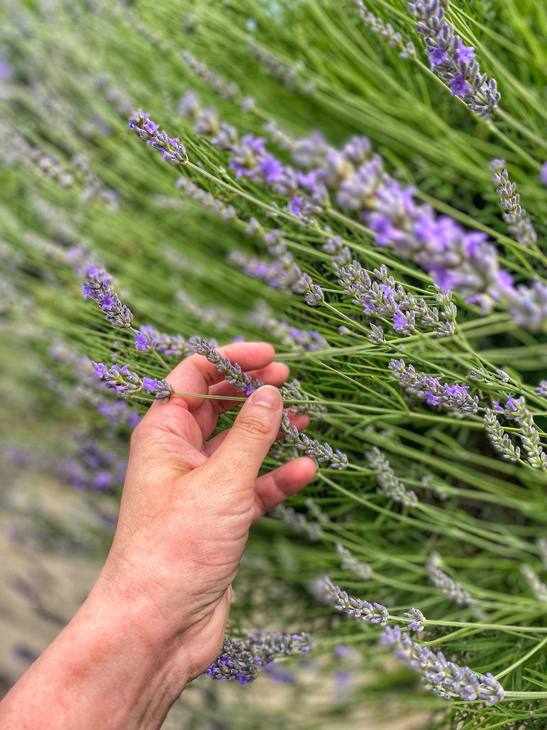 La Lavanda: Leggende e proprietà - Aromapoetica