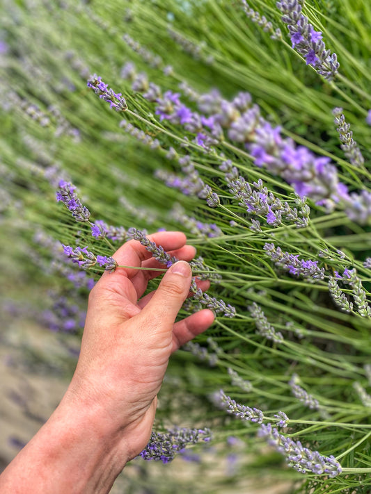 La Lavanda: Leggende e proprietà - Aromapoetica