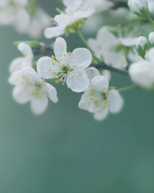 Soffri il “mal di primavera”? 3 rimedi aromaterapici per te!