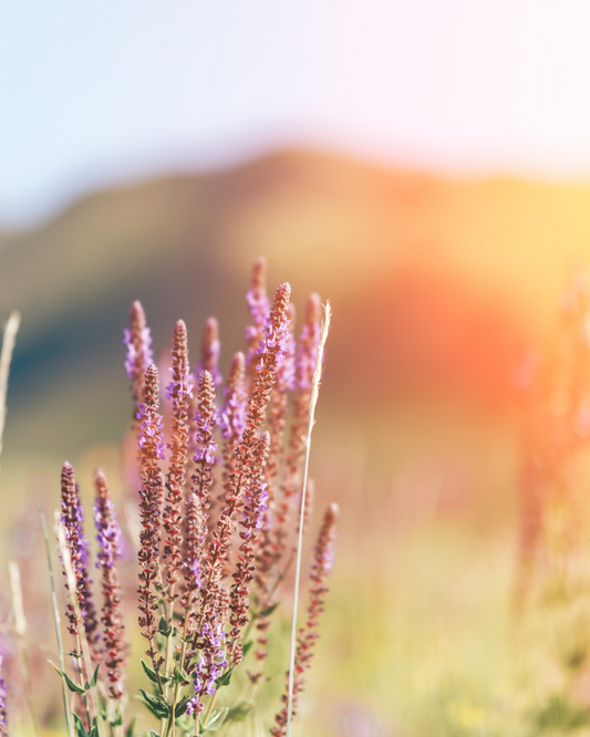 Salvia Sclarea & Ciclo Mestruale