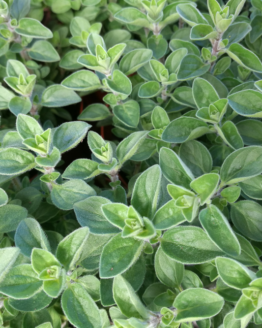 Maggiorana, l'erba aromatica della quiete e del buon auspicio