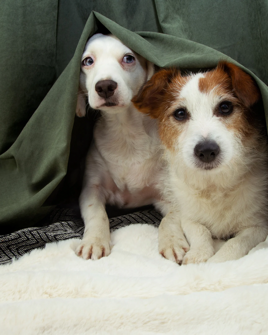 Come creare un ambiente sereno per i tuoi animali domestici durante i botti di Capodanno