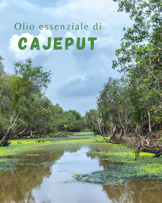 Cajeput: il cugino (più profumato)del Tea Tree