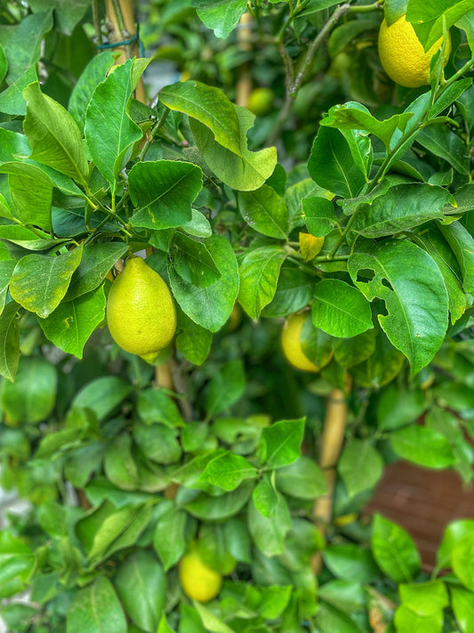 La Leggenda di Ercole e Amalfi: Un Amore Eterno - Aromapoetica