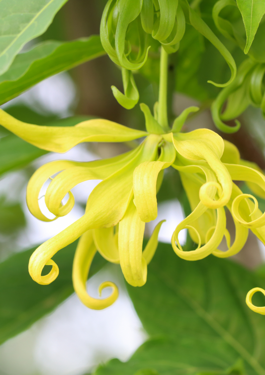 Il fiore dei fiori: l'ylang ylang - Aromapoetica