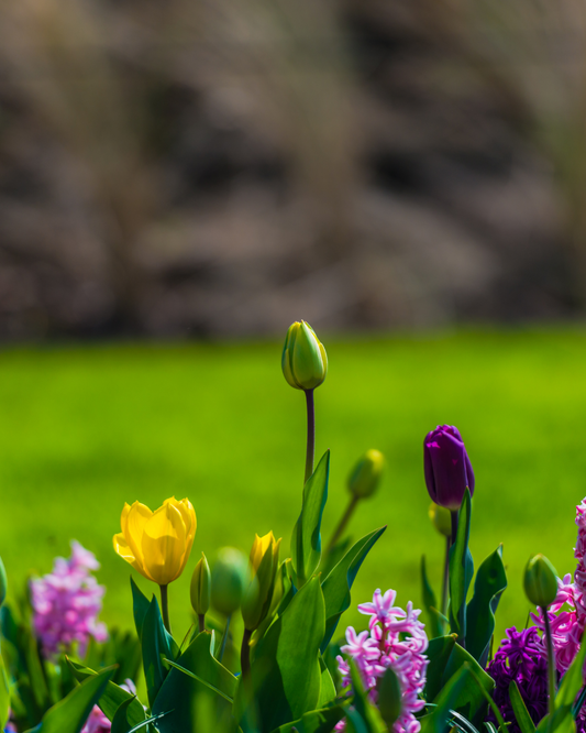 Proteggi la Tua pelle, la Tua Casa e il Tuo Giardino con gli Oli Essenziali: Rimedi Naturali Contro gli insetti 🐜 🦟🪰
